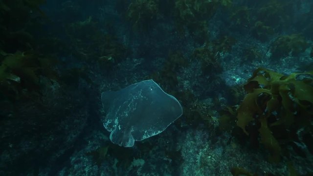 Short tail stingray swimming at Poor Knights Islands