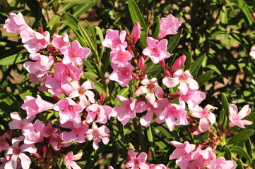 Sonoran Desert Oleander Flowers