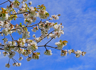 Cherry blossoms with nice background color for adv or others purpose use