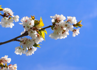 Cherry blossoms with nice background color for adv or others purpose use
