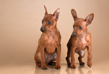Dwarf pinscher