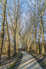 Fototapeta premium Path in national park, Flevoland, the Netherlands