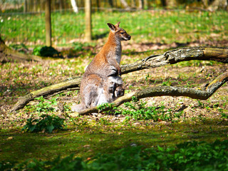 Wallaby