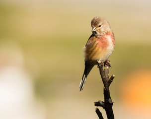 Carduelis Cannabina - Pintarroxo, in Braga, Minho, Portugal.