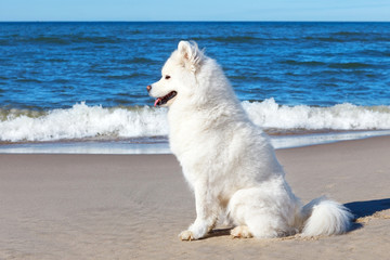 White dog Samoyed sitting on the sand on the sea background