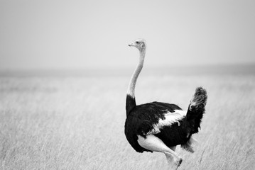 Struisvogel die zich op de Afrikaanse savanneachtergrond van hoog gras en een blauwe hemel bevindt