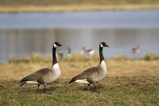 Canada goose