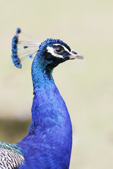 Indian peafowl or blue peafowl (Pavo cristatus) head portrait
