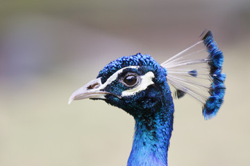 Indian peafowl or blue peafowl (Pavo cristatus) head portrait