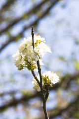 Kirschblüte in der Steiermark