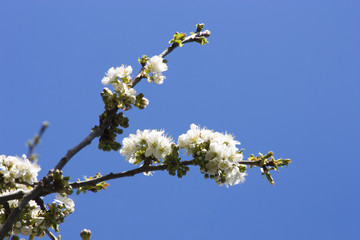 bl&uuml;hender Zweig eines Kirschbaums