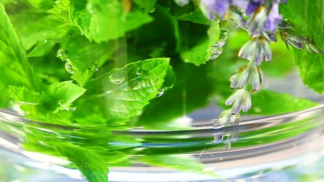 menthe fra&icirc;che en gros plan 