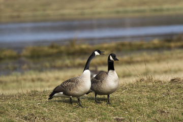 Fototapeta premium Canada goose