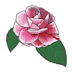 Camellia rose hand drawn with aquarelle colors