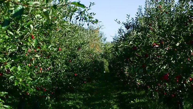 verger de pommes en slow motion 