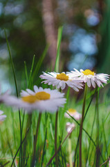 Wild little garden daisies