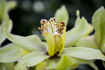 Obraz na płótnie Canvas цветок орхидея