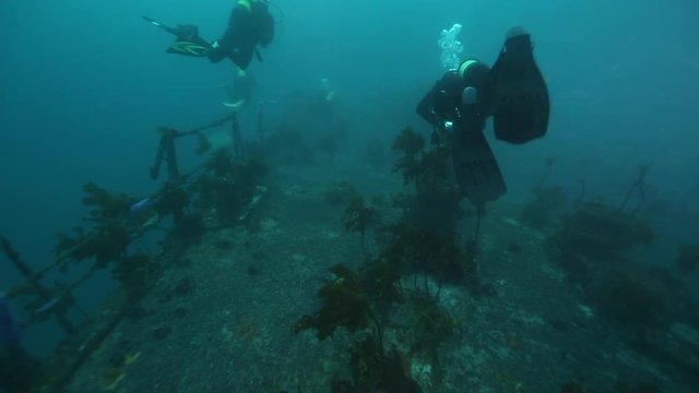 Scuba divers explore deck of Canterbury frigate shipwreck in the Bay of Islands