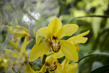 цветок орхидея