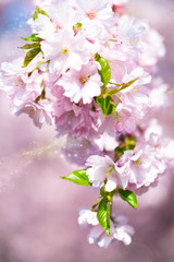 Spring background with pink cherry blossom