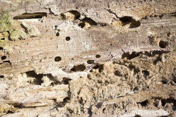 Wood damaged by woodworm