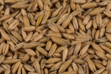 natural oat grains background, closeup