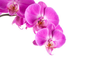 Plakat orchid pink flower