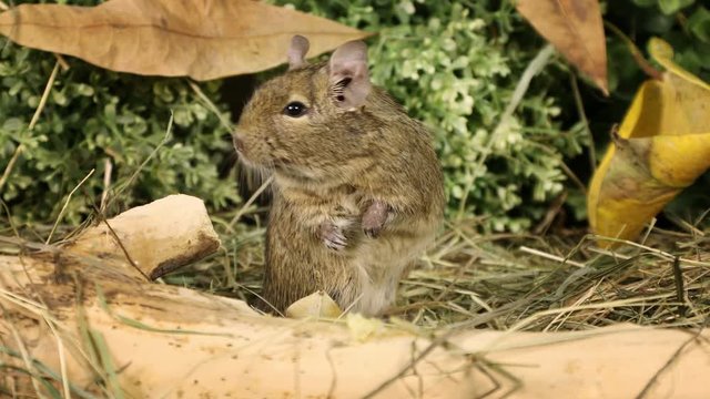 Small degu standing on hind legs and looks around in the woods
