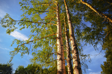 Fototapeta premium summer in sunny birch forest