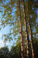 Fototapeta premium summer in sunny birch forest