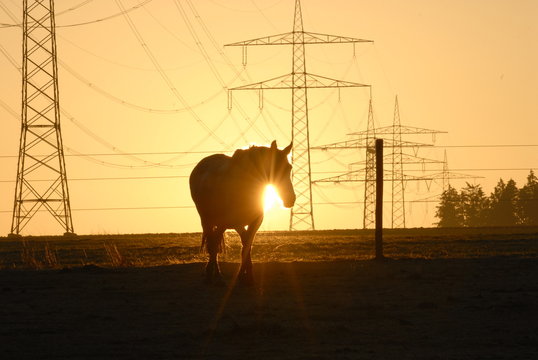 Pferd im Sonnentuntergang vor Stromleitungen
