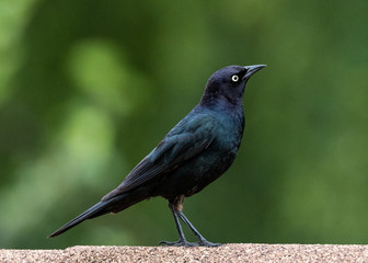 Brewers Blackbrid