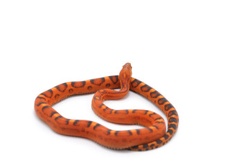 snake isolated on white background