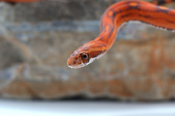 snake isolated on white background