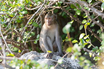 Monkey hid from the sunlight under the branches of the bush