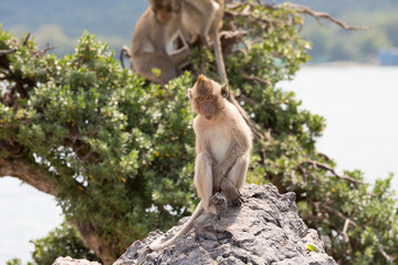 Monkey is photo model