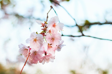 Blooming pink flowers in spring, sakura blossoms. Selective focus.
