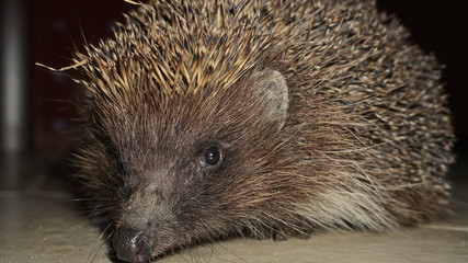 West European Hedgehog Wild Mammal Macro Focus
