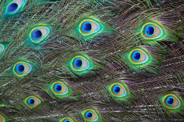 Obraz premium Beautiful peacock