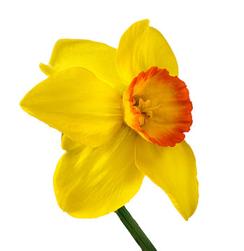 Yellow daffodil isolated on white