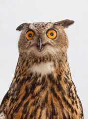 Eurasian Eagle Owl