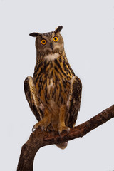 Naklejka premium Eurasian Eagle Owl
