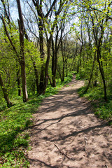 Fototapeta na wymiar Health paths through the woods