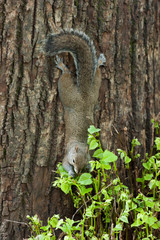 Obraz premium Squirrel in the park with tree