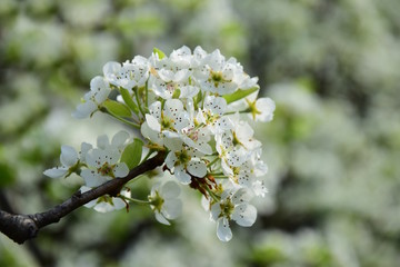 Birnenblüten im Blütenmeer, Frühlingserwachen