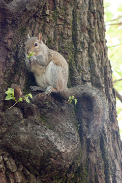 Squirrel in the park with tree