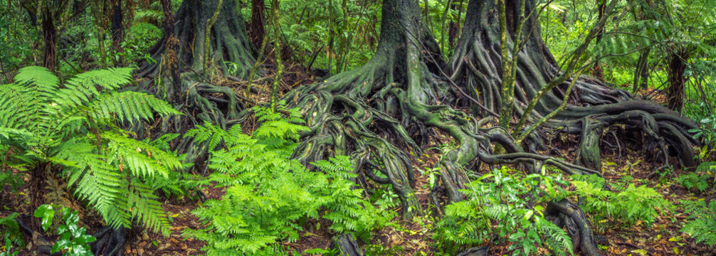 Fototapeta Tropical jungle tree roots