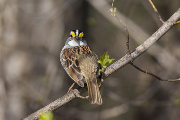 Male White-throated Sparrow