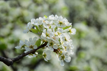 Frühlingsblüten, Birnenblüten, frohe Ostern