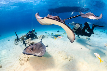 SCUBA divers surrounded by stingrays in shallow water - obrazy, fototapety, plakaty